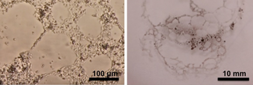 huvec_cells